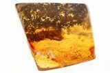 Large Fossil Caddisfly (Trichoptera) In Baltic Amber #349424-1